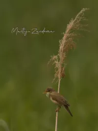 Bosrietzanger [Acrocephalus palustris]
